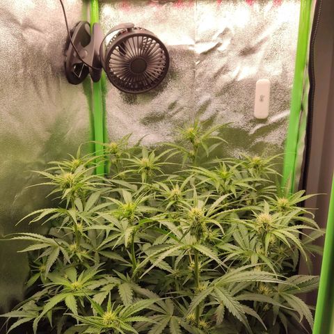  Sweet Afghani Delicious Auto  growlog timeline photo