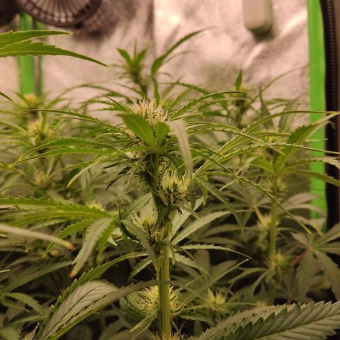  Sweet Afghani Delicious Auto  growlog timeline photo