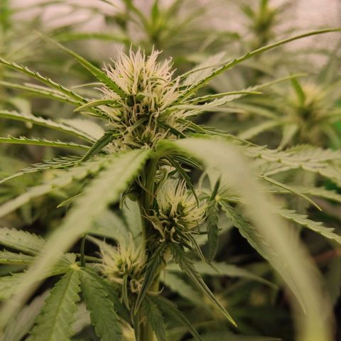  Sweet Afghani Delicious Auto  growlog timeline photo