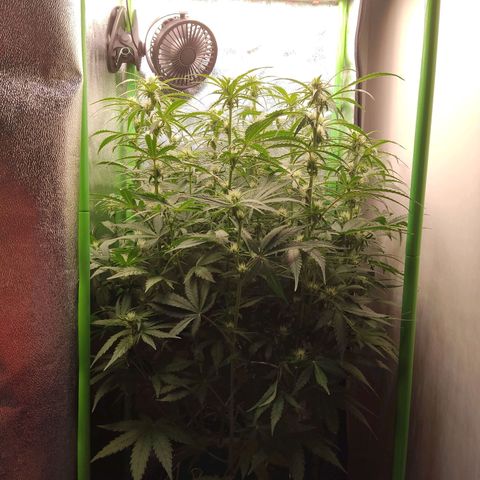  Sweet Afghani Delicious Auto  growlog timeline photo
