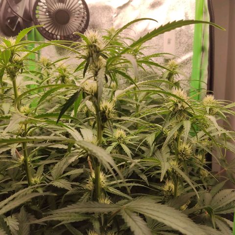  Sweet Afghani Delicious Auto  growlog timeline photo