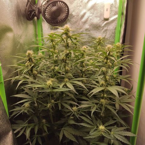  Sweet Afghani Delicious Auto  growlog timeline photo
