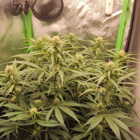  Sweet Afghani Delicious Auto  growlog timeline photo
