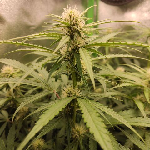  Sweet Afghani Delicious Auto  growlog timeline photo