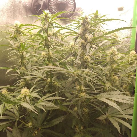  Sweet Afghani Delicious Auto  growlog timeline photo