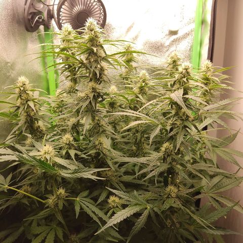 Sweet Afghani Delicious Auto  growlog timeline photo