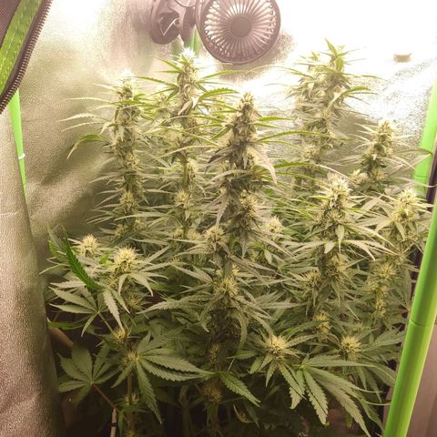  Sweet Afghani Delicious Auto  growlog timeline photo