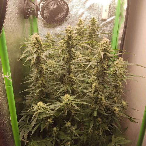  Sweet Afghani Delicious Auto  growlog timeline photo