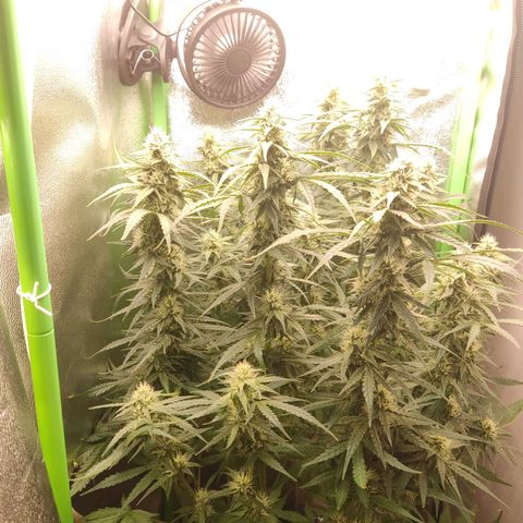  Sweet Afghani Delicious Auto  growlog timeline photo