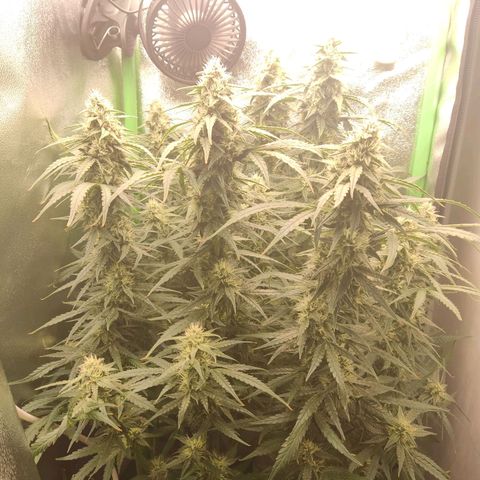  Sweet Afghani Delicious Auto  growlog timeline photo