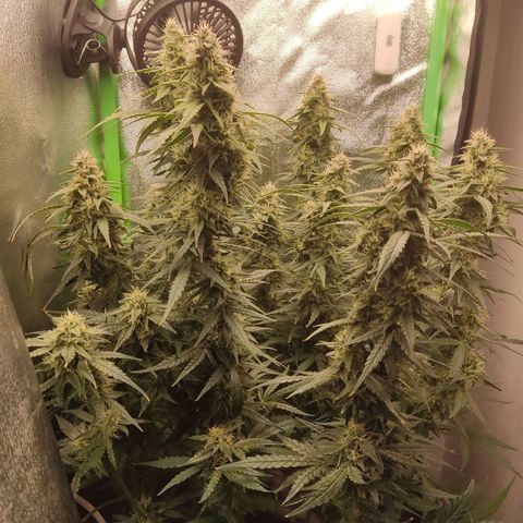  Sweet Afghani Delicious Auto  growlog timeline photo