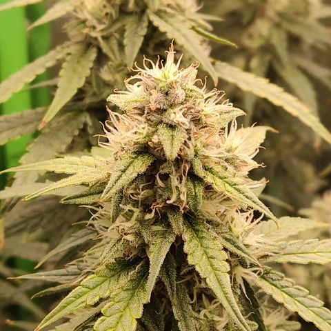  Sweet Afghani Delicious Auto  growlog timeline photo