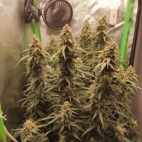  Sweet Afghani Delicious Auto  growlog timeline photo