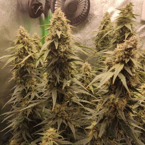  Sweet Afghani Delicious Auto  growlog timeline photo