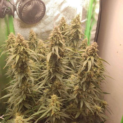  Sweet Afghani Delicious Auto  growlog timeline photo