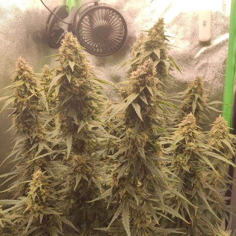  Sweet Afghani Delicious Auto  growlog timeline photo