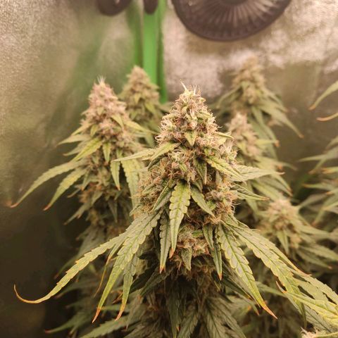  Sweet Afghani Delicious Auto  growlog timeline photo