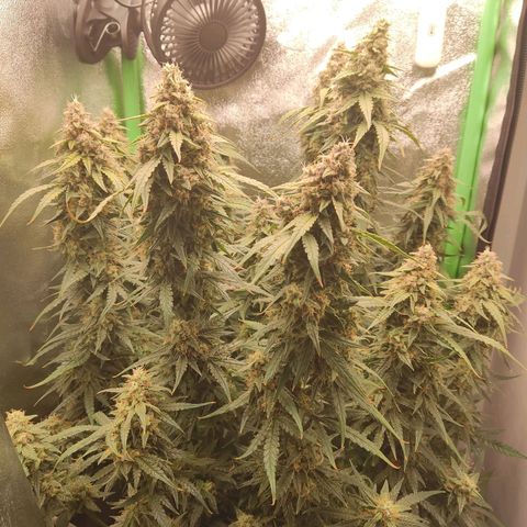  Sweet Afghani Delicious Auto  growlog timeline photo