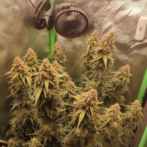  Sweet Afghani Delicious Auto  growlog timeline photo