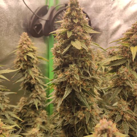  Sweet Afghani Delicious Auto  growlog timeline photo