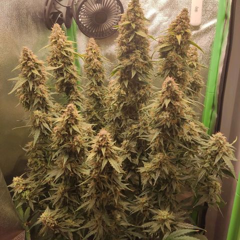  Sweet Afghani Delicious Auto  growlog timeline photo