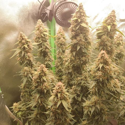  Sweet Afghani Delicious Auto  growlog timeline photo