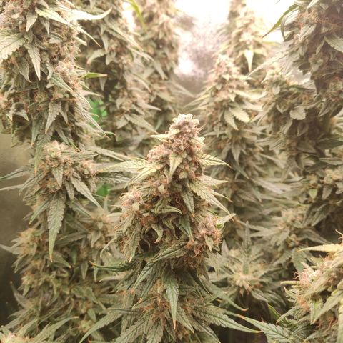  Sweet Afghani Delicious Auto  growlog timeline photo
