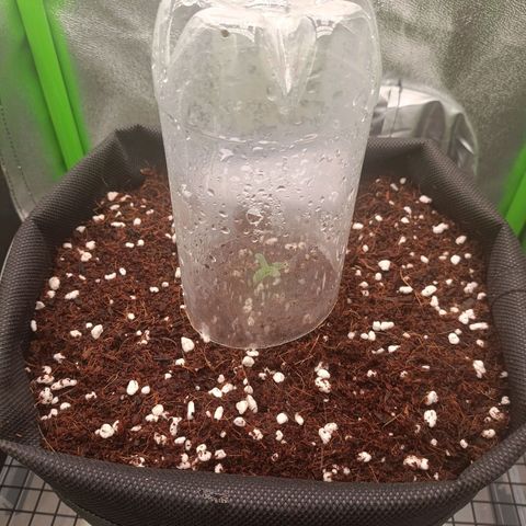 Auto Bomb growlog timeline photo