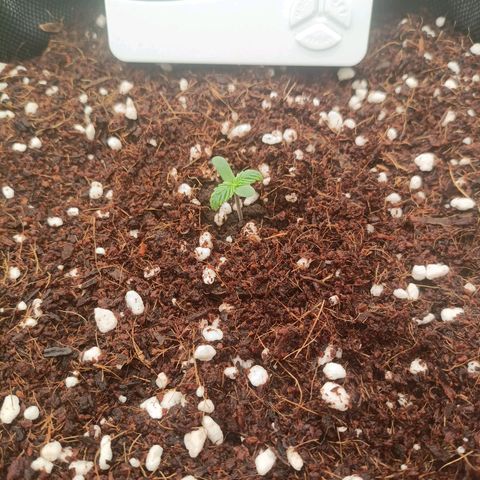 Auto Bomb growlog timeline photo