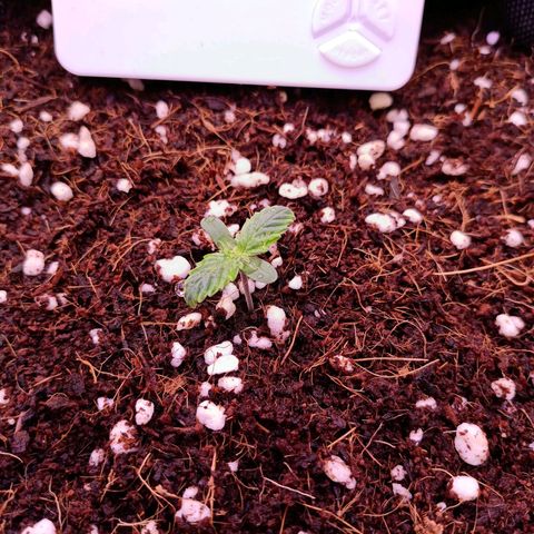 Auto Bomb growlog timeline photo