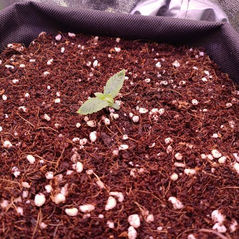Auto Bomb growlog timeline photo
