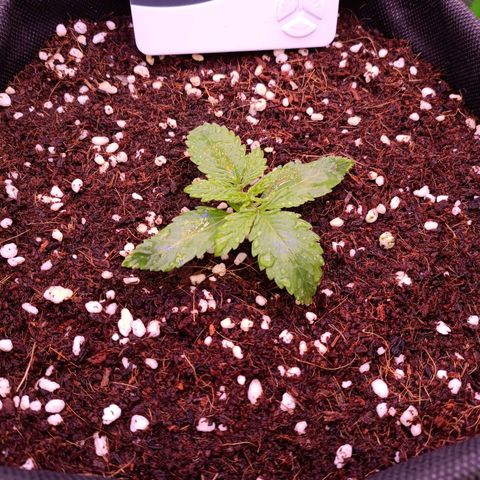 Auto Bomb growlog timeline photo