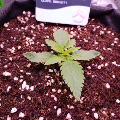 Auto Bomb growlog timeline photo