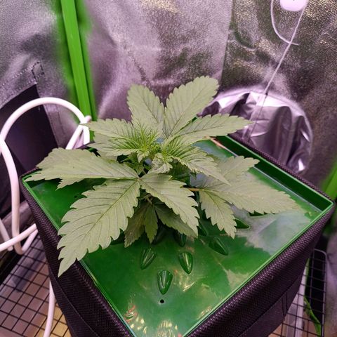 Auto Bomb growlog timeline photo