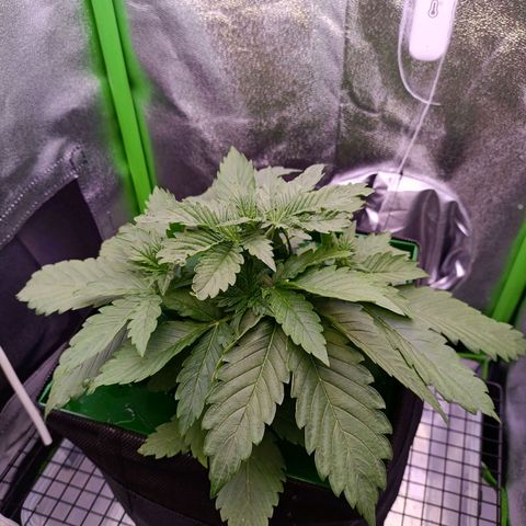 Auto Bomb growlog timeline photo