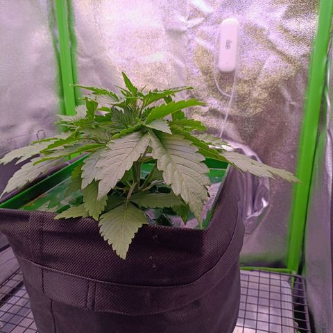Auto Bomb growlog timeline photo