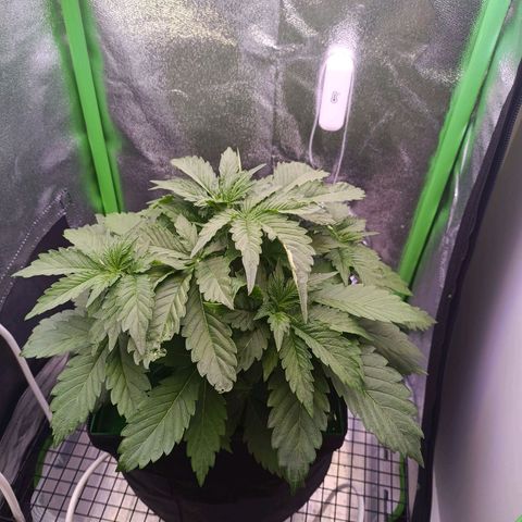 Auto Bomb growlog timeline photo