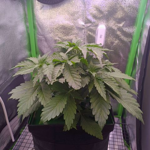 Auto Bomb growlog timeline photo