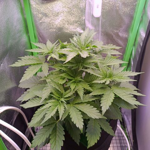 Auto Bomb growlog timeline photo