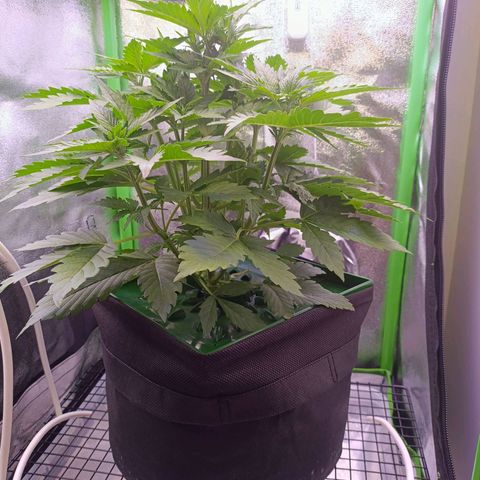 Auto Bomb growlog timeline photo