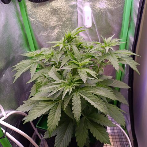 Auto Bomb growlog timeline photo