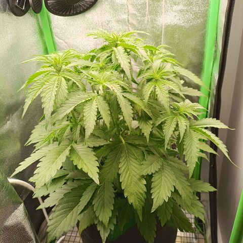 Auto Bomb growlog timeline photo