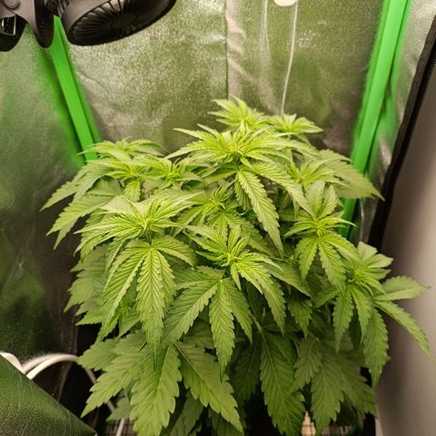 Auto Bomb growlog timeline photo