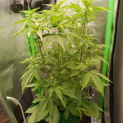 Auto Bomb growlog timeline photo