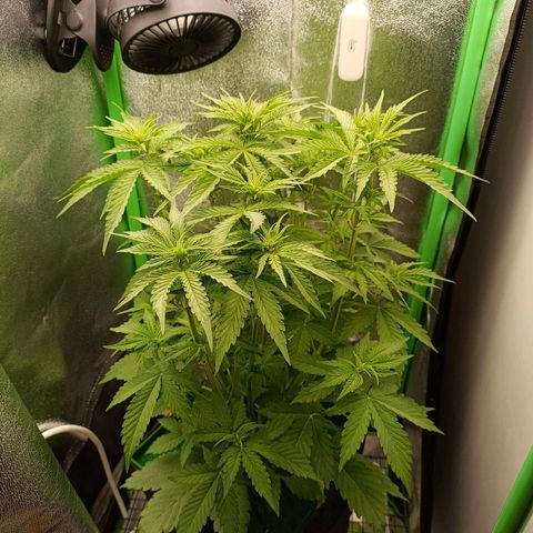 Auto Bomb growlog timeline photo