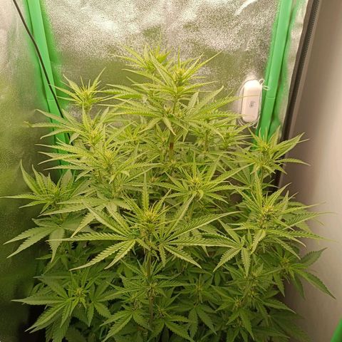 Auto Bomb growlog timeline photo