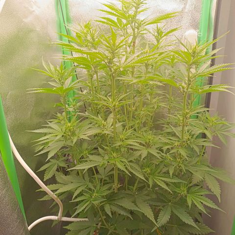 Auto Bomb growlog timeline photo