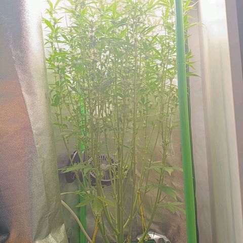 Auto Bomb growlog timeline photo