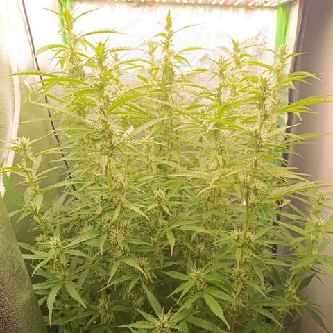 Auto Bomb growlog timeline photo