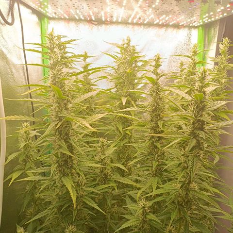 Auto Bomb growlog timeline photo